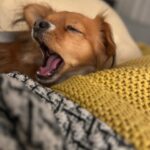 Cameron Esposito Instagram - Velvet Tuesdays is next week! Tix in bio!! Twins • Standup • Purple • Yawn • Katy • Laura