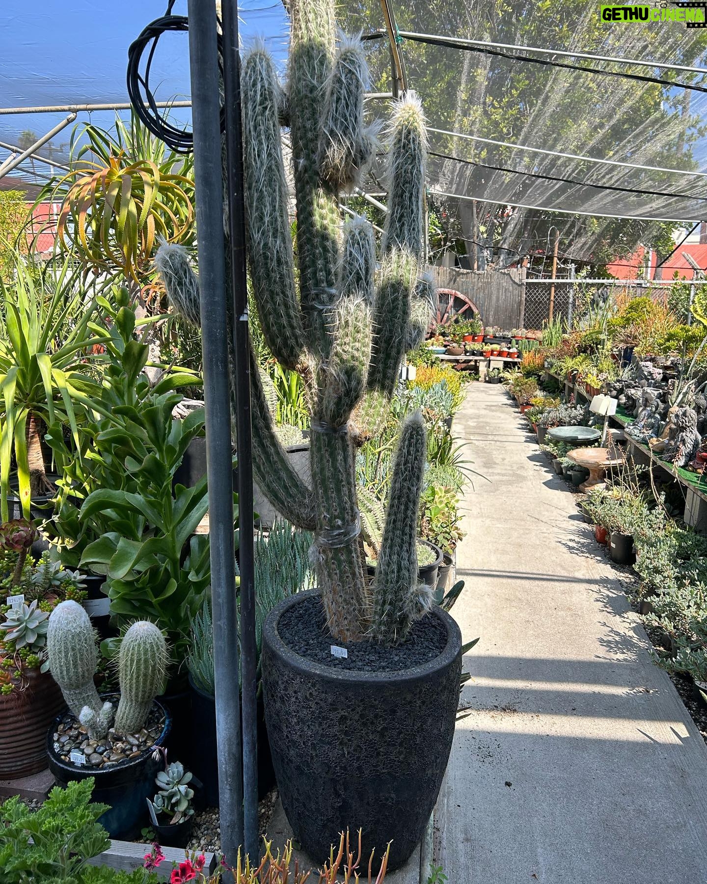 Cameron Esposito Instagram - Jason Statham // Men’s Health • Ruby • Men’s Health again with a hat • $800 cactus • peppers • NEW SHOW COMING 10/10 to the @elysiantheater.