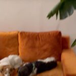 Camila Hirane Instagram - Mi Strelitzia Nicolai, mi planta regalona estaba deprimida, y con la @piantavita estamos tratando de revivirla. Gracias al @vivero_donlolo x el macetero y por mi bebe 🌱que salió de ahí hace dos años, con apenas 3 hojas. La semana pasada le cambiamos el macetero, la tierra y la podamos. Cuando se recupere y vuelva a su antiguo esplendor les cuento.