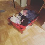 Camila Hirane Instagram - resumen