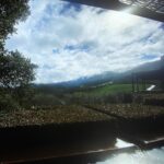 Camilla Belle Instagram - I know we all say thank you @bui.simon for sharing your birthday with us in the most special, joyful, loving, and delicious way!!!! Will never forget how the sun came out after the storm !! 💛🍷🍇🍽️☀️🩷