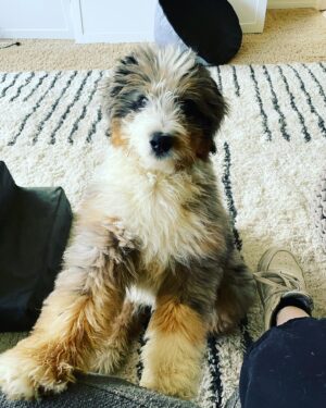 Camryn Grimes Instagram - Hey guys, my name is Burgess!

If I’ve been especially absent and not posting it’s because we’ve spent the last month welcoming this boy into our brood! He is smart and silly and everything we could’ve hoped for. Do we now have too many animals? Yes. Are we insane? Yes. Do I ever sit down? No. But we are happier than ever. 
I have to thank @highfalutinfurrybabies for bringing the most special soul to us, every day we are astonished by just how lucky we got. A million times thank you!