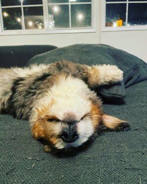 Camryn Grimes Instagram - Hey guys, my name is Burgess!

If I’ve been especially absent and not posting it’s because we’ve spent the last month welcoming this boy into our brood! He is smart and silly and everything we could’ve hoped for. Do we now have too many animals? Yes. Are we insane? Yes. Do I ever sit down? No. But we are happier than ever. 
I have to thank @highfalutinfurrybabies for bringing the most special soul to us, every day we are astonished by just how lucky we got. A million times thank you!