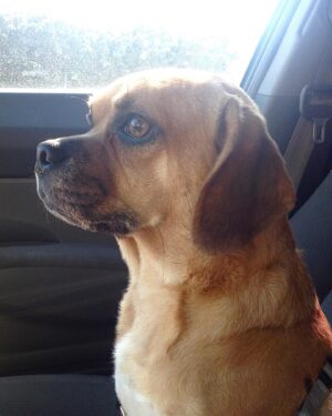 Camryn Grimes Instagram - One day in 2009, while living in New York City I went to the movies to see I Love You, Man. In the movie Jason Segel’s character has a dog which he would explain was a mix of a pug and a beagle… a Puggle. I was instantly in love and less than a year later I held a little girl in my arms and our lives together started. I named her Riley.

Yesterday I held my little girl in my arms for the last time and told her the story of us. I thanked her for every chapter she spent by my side, every day she was the reason I got out of bed and all the days she was compassionate when I didn’t. Homes and relationships, happiness and heartbreak, I was okay because she was my constant. 

My Riley girl, you are and always will be the first to make me a mom, thank you for walking me to the newest chapter of my life, I’m devastated that ours has come to an end. A piece of my heart is gone with you. I love you forever. ❣️