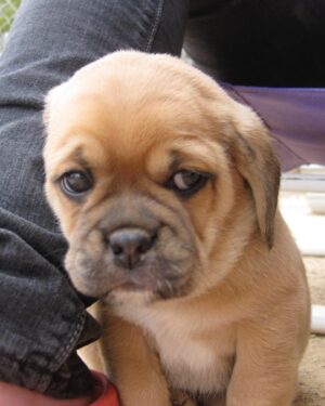 Camryn Grimes Instagram - One day in 2009, while living in New York City I went to the movies to see I Love You, Man. In the movie Jason Segel’s character has a dog which he would explain was a mix of a pug and a beagle… a Puggle. I was instantly in love and less than a year later I held a little girl in my arms and our lives together started. I named her Riley.

Yesterday I held my little girl in my arms for the last time and told her the story of us. I thanked her for every chapter she spent by my side, every day she was the reason I got out of bed and all the days she was compassionate when I didn’t. Homes and relationships, happiness and heartbreak, I was okay because she was my constant. 

My Riley girl, you are and always will be the first to make me a mom, thank you for walking me to the newest chapter of my life, I’m devastated that ours has come to an end. A piece of my heart is gone with you. I love you forever. ❣️