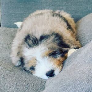 Camryn Grimes Instagram - Hey guys, my name is Burgess!

If I’ve been especially absent and not posting it’s because we’ve spent the last month welcoming this boy into our brood! He is smart and silly and everything we could’ve hoped for. Do we now have too many animals? Yes. Are we insane? Yes. Do I ever sit down? No. But we are happier than ever. 
I have to thank @highfalutinfurrybabies for bringing the most special soul to us, every day we are astonished by just how lucky we got. A million times thank you!