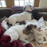 Candice Bergen Instagram – Lloyd and Bruce wish you Happy Valentine’s Day.