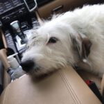 Candice Bergen Instagram - The Dog with the Pearl Earring.