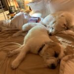 Candice Bergen Instagram – SLEEPING DOGS…LET THEM LIE.