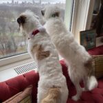 Candice Bergen Instagram – I wouldn’t live anywhere else, would you, Lloyd?