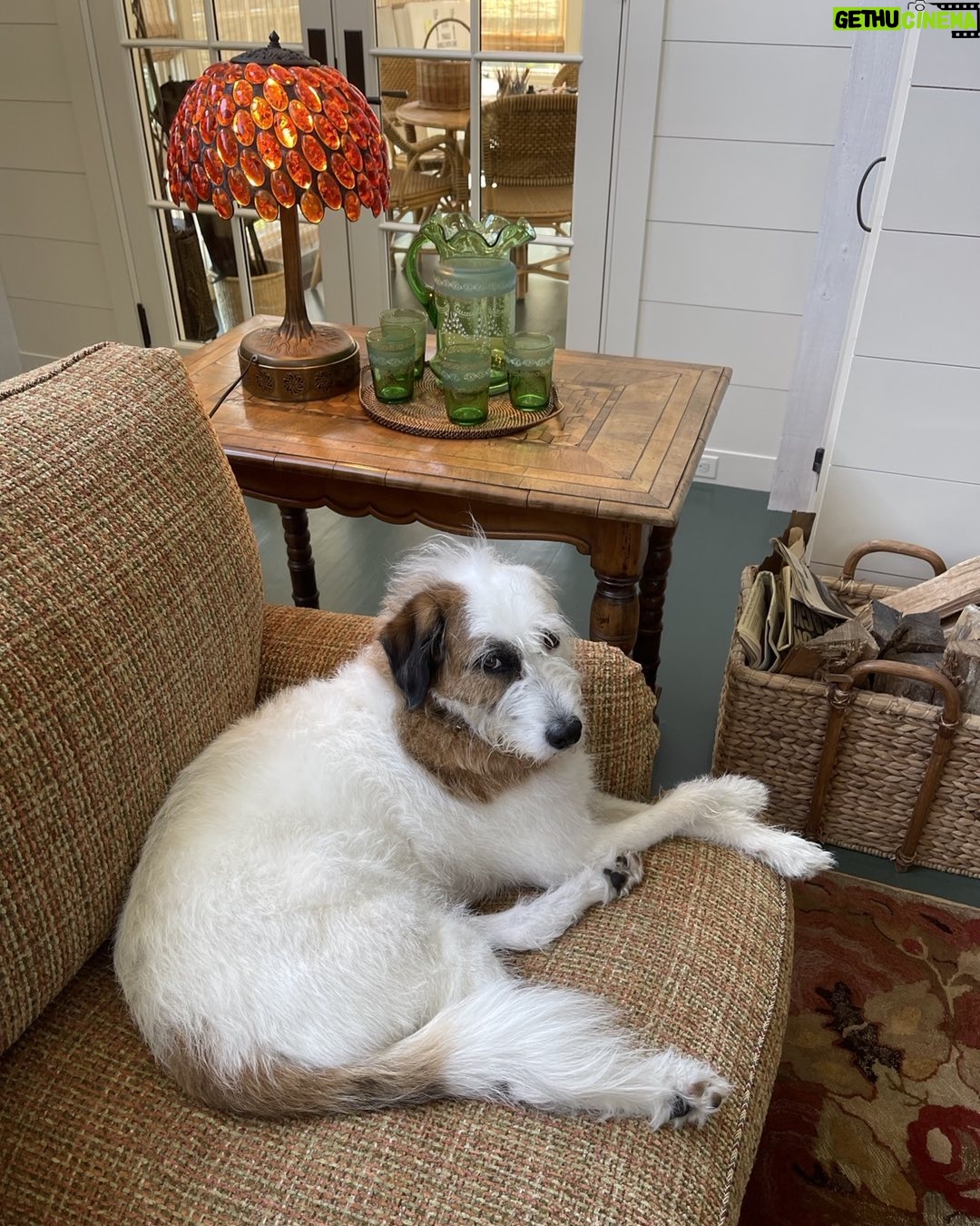 Candice Bergen Instagram - 4:00 in steamy Connecticut and Bruce is crabby but better than going outside.