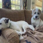 Candice Bergen Instagram – THE BROTHERS. Bruce and Lloyd. On a break from tug ‘o war.
Connecticut