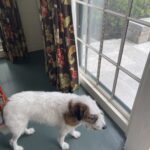 Candice Bergen Instagram – She loves it here cause it’s quiet. Doesn’t she remember I’m a CITY DOG??!!! Oy.