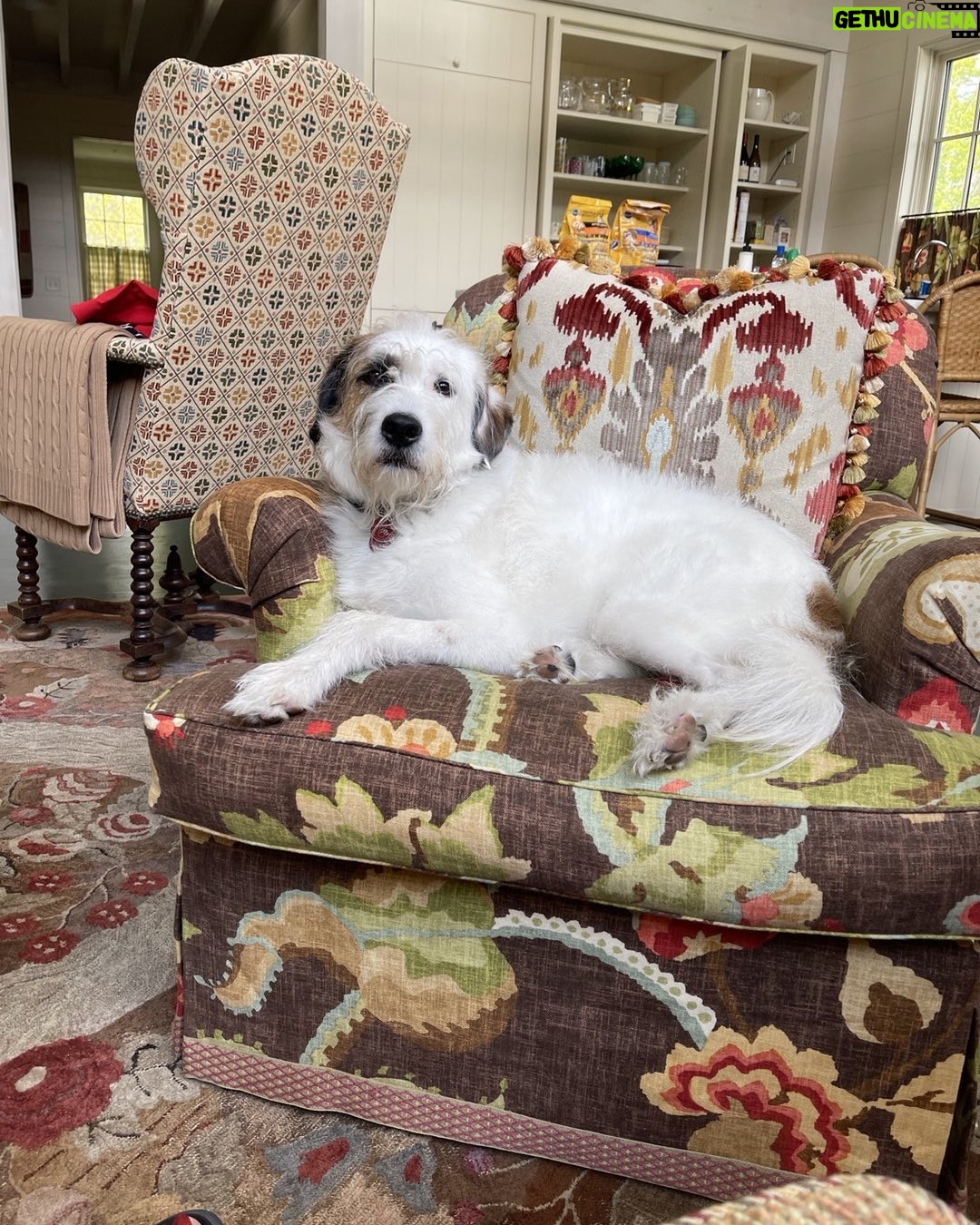 Candice Bergen Instagram - Bruce in Connecticut where it is 100 degrees. I tried to take him for a short walk and he gave me a look that said, “You must be joking.” So we are hunkered inside with the AC.