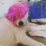 Candice Bergen Instagram - Bruce isn’t crazy about Halloween either.