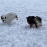 Candice Bergen Instagram – Bruce went nuts over his first snow this morning.