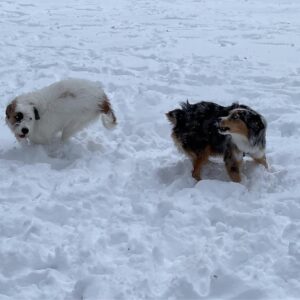 Candice Bergen Instagram - Bruce went nuts over his first snow this morning.