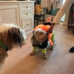 Candice Bergen Instagram - Phyllis...not looking forward to Halloween.