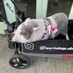 Candice Bergen Instagram – In front of Chinois, Venice California. Advertising pig. For restaurant that serves pork chops.