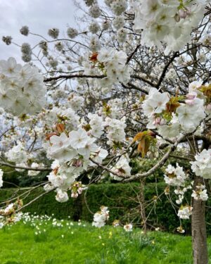 Candy Yuen Instagram - Sakura sakura~ was singing this Japanese folk song the whole time at the park. The song was a compulsory piece for Hong Kong children to practice on the recorder and I only realised how the melodies are ingrained in my mind when I was looking for sakura🌸☺️ I arrived at 4pm, it was sunny with blue sky, lovely weather to take photos of the cherry blossoms. I walked around to look for the perfect powder pink blossoms, then the sky turned grey and started raining and it was quite cold and windy. After a long walk I finally found the blossoms near the entrance, I missed this little path on my way in! I didn’t planned on taking any selfies today but I couldn’t resist, the clouds of sakura create such a joyful and sparkling space 🌸🌸✨✨ #sakura #cherryblossom #spring #springflowers #park #london #londonlife