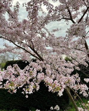 Candy Yuen Instagram - Sakura sakura~ was singing this Japanese folk song the whole time at the park. The song was a compulsory piece for Hong Kong children to practice on the recorder and I only realised how the melodies are ingrained in my mind when I was looking for sakura🌸☺️ I arrived at 4pm, it was sunny with blue sky, lovely weather to take photos of the cherry blossoms. I walked around to look for the perfect powder pink blossoms, then the sky turned grey and started raining and it was quite cold and windy. After a long walk I finally found the blossoms near the entrance, I missed this little path on my way in! I didn’t planned on taking any selfies today but I couldn’t resist, the clouds of sakura create such a joyful and sparkling space 🌸🌸✨✨ #sakura #cherryblossom #spring #springflowers #park #london #londonlife