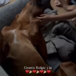 Carin da Silva Instagram - Idag fyller världens bästa Ridgie 3 år. Han blev väckt i morse med skönsång och fått en massa goda ben och extra pussar. Vi älskar dig Ridgie, du knäppa hund ♥️ #rhodesianridgeback