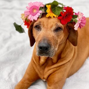 Carin da Silva Instagram - Älskade Leia ♥️ idag skulle du fylla 13 år. Det går inte en dag då jag inte tänker på dig och tårarna kommer väldigt lätt eftersom jag saknar dig otroligt mycket. Hoppas du blir firad ordentligt där på andra sidan regnbågsbron med tårta, hundben, köttbullar och leverpastej. Du kommer alltid ha en speciell plats i våra hjärtan (och på min arm:)
Vi älskar dig ♥️♥️♥️