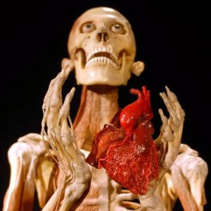 Carla Valentine Instagram - ❤ "I give you my heart" Absolutely phenomenal images of a Gunther Von Hagens plastinate, focusing on the heart by showing it held in the plastinate's hands, in some angles. This plastinate is from the Body World's III exhibition at California Science Centre (2008). I've discussed Gunther Von Hagens plastination technique frequently in previous posts: basically organic tissue is replaced by polymer plastic. These 'objects' are therefore 20% organic and 80% inorganic; all ❤️ I was a consultant at Bodyworlds London in Piccadilly Circus during 2019 and we had huge plans for events and for the future. I was absolutely GUTTED it closed down in 2020 during COVID
#valloween #humanremains #anatomy #pathology #specimen #plastination #valentinecountdown #valentine #bloodyvalentine #anatomicalheart #valentinesday #bloodyvalentines #biology #physiology #mybloodyvalentine #galentines #heart #anatomicalheart #forensics #forensicscience #gunthervonhagens