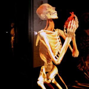 Carla Valentine Instagram - ❤ "I give you my heart" Absolutely phenomenal images of a Gunther Von Hagens plastinate, focusing on the heart by showing it held in the plastinate's hands, in some angles. This plastinate is from the Body World's III exhibition at California Science Centre (2008). I've discussed Gunther Von Hagens plastination technique frequently in previous posts: basically organic tissue is replaced by polymer plastic. These 'objects' are therefore 20% organic and 80% inorganic; all ❤️ I was a consultant at Bodyworlds London in Piccadilly Circus during 2019 and we had huge plans for events and for the future. I was absolutely GUTTED it closed down in 2020 during COVID
#valloween #humanremains #anatomy #pathology #specimen #plastination #valentinecountdown #valentine #bloodyvalentine #anatomicalheart #valentinesday #bloodyvalentines #biology #physiology #mybloodyvalentine #galentines #heart #anatomicalheart #forensics #forensicscience #gunthervonhagens
