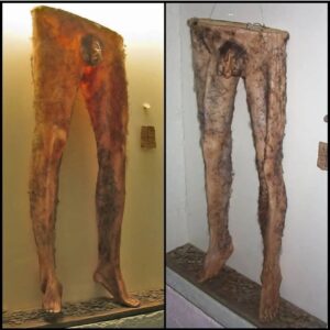 Carla Valentine Instagram - NECROPANTS! 💀👖💀 It's spooky season and the Carlaween Countdown continues so I had to post an "oldie but a goodie". This is one of the weirder human remains stories I've come across. It's a pair of trousers made from human skin called 'necropants' or 'nabrok' in Icelandic, and they're displayed in Strandagaldur which is Iceland's Museum of Sorcery & Witchcraft. Necropants come from 17th century folklore. It was said that if you made some you'd be rich for the rest of your life. The process involved getting permission from someone ALIVE to use their skin after death (quite nice to have consented necromancy – that would satisfy the HTA…) but still you'd need to dig him up post mortem and flay the leg skin to make the trousers. Then you'd have to put them on and shove a couple of items in the scrotal sack: a coin stolen from a widow (like she hasn't suffered enough!) and also a magic symbol - a nabrokarstafur - written on paper. The trousers will then gruesomely stick to your own skin but it's worth it as the scrotum will constantly fill with gold.... or so the legend goes... (These are replicas: not real skin). I discussed "5 items made from human remains on the podcast @hardcorelisting a while back (part of the @distractionpiecesnetwork) so I'll put the link in my stories if you want to hear more
🎙️
https://shows.acast.com/hardcorelisting/episodes/top5thingsmadeoutofhumanbodyparts-specialguestcarlavalentine
🎙️
#remains2beseen #humanremains #anatomy #witchcraft #sorcery #necromancy #necropants #nightofthenecrosuit #iceland #nabrock #flaying #blackmagic #scrotum #runandroll #healthgoth