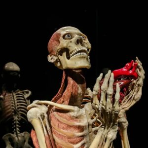 Carla Valentine Instagram - ❤ "I give you my heart" Absolutely phenomenal images of a Gunther Von Hagens plastinate, focusing on the heart by showing it held in the plastinate's hands, in some angles. This plastinate is from the Body World's III exhibition at California Science Centre (2008). I've discussed Gunther Von Hagens plastination technique frequently in previous posts: basically organic tissue is replaced by polymer plastic. These 'objects' are therefore 20% organic and 80% inorganic; all ❤️ I was a consultant at Bodyworlds London in Piccadilly Circus during 2019 and we had huge plans for events and for the future. I was absolutely GUTTED it closed down in 2020 during COVID
#valloween #humanremains #anatomy #pathology #specimen #plastination #valentinecountdown #valentine #bloodyvalentine #anatomicalheart #valentinesday #bloodyvalentines #biology #physiology #mybloodyvalentine #galentines #heart #anatomicalheart #forensics #forensicscience #gunthervonhagens
