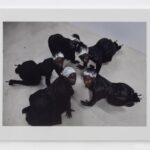 Carlota Guerrero Instagram - “Famzi, Nadia, Khia, Ann-Océane, Mouna“, 2023, by artist Carlota Guerrero @carlota_guerrero is part of the collection at Penélope Archive @penelopearchive Edition of 7 2 A/P 2 G/P Accompanied by a certificate of authenticity, signed and numbered by the artist. “When I bring women together in one place and photograph them, I am creating new organisms, a surreal projection of my mind, an invented, new animal composed of bodies which feed back into themselves, as if each woman were an organ or a cell that, by joining the others, makes up a whole being. (…) My body is the body of a woman, and, in the bodies of of other women, I find a union, a fractal, an organised composition of similarities that make me feel I am where I need to be, as if, within the chaos, we were creating a small order…” www.penelopearchive.com
