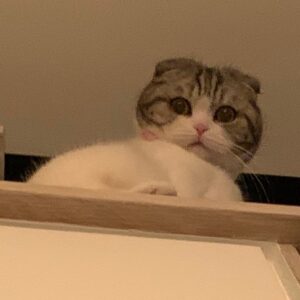 Carlson Young Instagram - Arwen watching humans do laundry from the top stair is the content we deserve