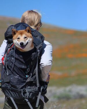 Carly Schroeder Instagram - With summer around the corner, temperatures are steadily on the rise here in Southern California. The warm weather brings out a variety of dangers for fur babies so please remember: "A SAFE doge is a happy DOGE." If your pup isn't snake trained, keep them on wider trails and away from boulders and tall grass. Check them for ticks regularly. Keep them off pavement and asphalt during the heat of the day. Paw burns are SERIOUS! Jax has @ruffwear booties for hiking in general. Long treks wear on his pads too. Lastly, don't forget to bring plenty of water for you and your adventure buddy. Adventure on. ✊🏼 Backpack: @ospreypacks (via @ebagsonline ) Jacket: @prana Jeans: @prana #sponsored