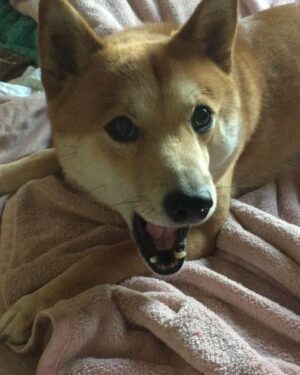 Carly Schroeder Instagram - Lazy Sunday mornings with Mr. Sassy. "Go for a WALK" 🐺#furbaby #doge #puppiesmakemehappy @hilarioushumanitarian #campingwithdogs #dogsdaily #shibainupuppy