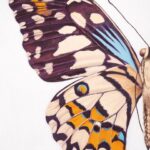 Carly Chaikin Instagram - 🦋 new from @carlychaikin 🦋 snag your new print or an original piece (limited quantities) now available at the link in bio! ➡️