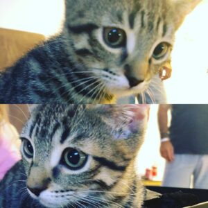 Carmen Porter Instagram - Me preguntabais much@s por los gatitos!!! Aquí están!!!