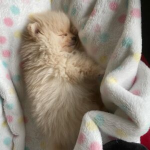 Carmen Porter Instagram - Bienvenido Goldie