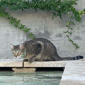 Carmen Porter Instagram - Se nos ha colado un “lince” en la piscina!!!🐈❤️❤️