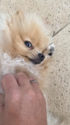Carmen Porter Instagram - Todos los que compartimos la vida con un peludo sabemos que son uno más en la familia. Amigos fieles siempre. Recuerdo todos los días a los que ya no están y que compartieron la vida con nuestra familia. Ufo, Tedy, Merlín, Orfi, Klaus, Tao…y soy feliz con los que la comparten ahora con nosotros. Es imposible no quererlos.