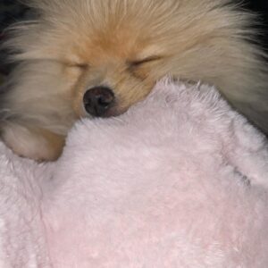 Carmen Porter Instagram - No se puede dormir más a gusto.❤️❤️❤️