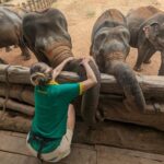 Carmen Arrufat Instagram – Ni una semana aquí y ya es de lejos una de las experiencias más increíbles de mi vida 
 Difícil expresar con palabras lo que estoy viviendo y sintiendo 

Muy muy agradecida 🌀❤️🐘🇱🇰