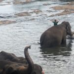 Carmen Arrufat Instagram – Ni una semana aquí y ya es de lejos una de las experiencias más increíbles de mi vida 
 Difícil expresar con palabras lo que estoy viviendo y sintiendo 

Muy muy agradecida 🌀❤️🐘🇱🇰