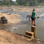 Carmen Arrufat Instagram - Ni una semana aquí y ya es de lejos una de las experiencias más increíbles de mi vida Difícil expresar con palabras lo que estoy viviendo y sintiendo Muy muy agradecida 🌀❤️🐘🇱🇰