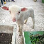 Carolina Marín Instagram - Todavía me quedaban fotos que enseñaros de mi semanita por casa 🏠✨