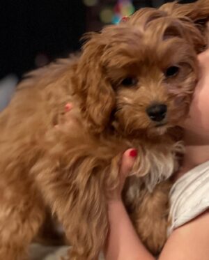 Caroline Hobby Instagram - Big times this thanksgiving. New puppy, Ruby Two. Got our ears pierced, no tears. New lashes, thanks @lashoutnashville 🫶, new blonde thanks @marissadanelle 🫶, great times with family. So much to be thankful for! A little girl w a puppy may be the truest representation of joy I have ever seen. 🥰