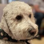 Caroline Rhea Instagram - Stella got a new headshot. Her skills include chasing squirrels both real and imaginary. She enjoys eating pens and long walks on the beach. Her nickname is “Suze Orman” because she’s eaten all of my credit cards. She is the sweetest girl. #dogsofinstagram #goldendoodles