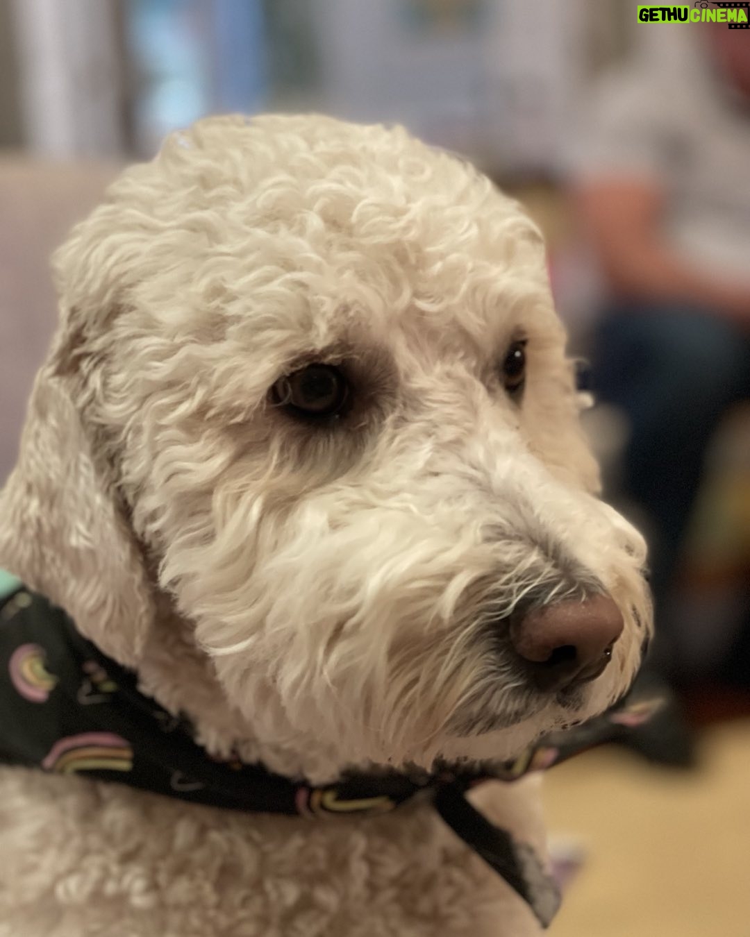 Caroline Rhea Instagram - Stella got a new headshot. Her skills include chasing squirrels both real and imaginary. She enjoys eating pens and long walks on the beach. Her nickname is “Suze Orman” because she’s eaten all of my credit cards. She is the sweetest girl. #dogsofinstagram #goldendoodles