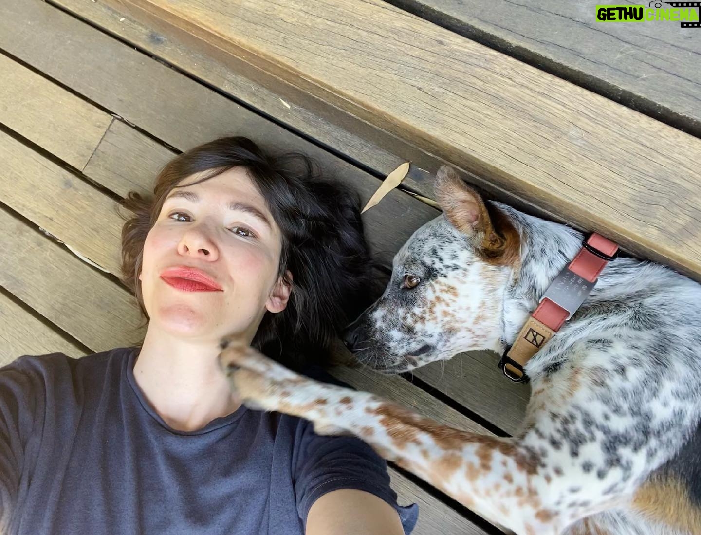 Carrie Brownstein - 36.2K Likes - Banjo turns a year old today!! Or, his birthday might have been yesterday. Or possibly it’s July 3rd. This is the closest I’ve ever come to knowing the birthdate of a rescue dog. My older dog Cricket has a made-up birthday and she’s somewhere between the ages of 10 and 13, though she refuses to give me a straight answer. Respect. Either way, it’s Banjo’s birthday….week. So, some photos of him (and me, and his siblings, and Cricket, whose neck he likes to gnaw upon). Shout out to @pnwcattledogrescue for all you do. 🐶❤️