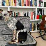 Carrie Brownstein Instagram - He’ll need a different carrying case but I applaud the effort. [Update: for those asking, Banjo is an Australian Cattle Dog and Pit mix.]
